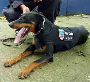 drug dog