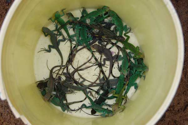 Bucket of iguanas