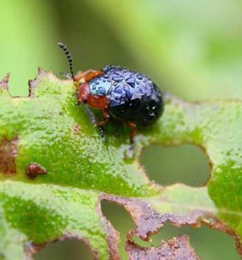 beetle on leaf