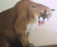 Big cat