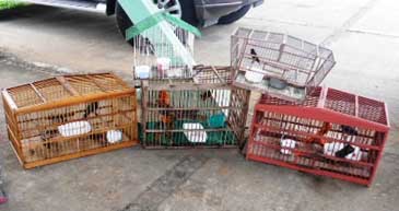 Wild bird, fish and roosters get help from law enforcement