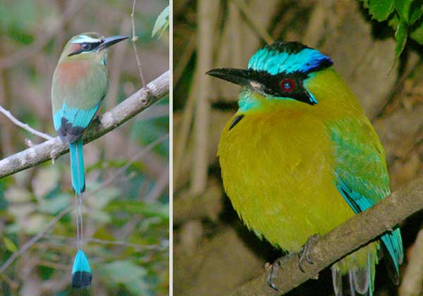 types of birds