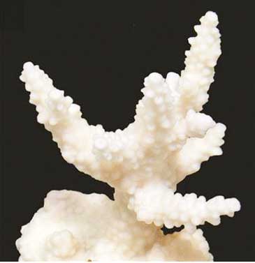 bleached coral