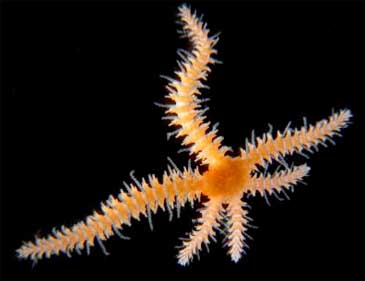 Brittle Star