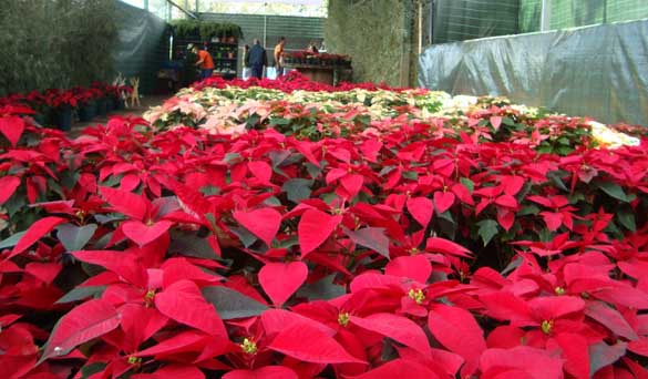 Christmas plants