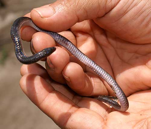 city snake