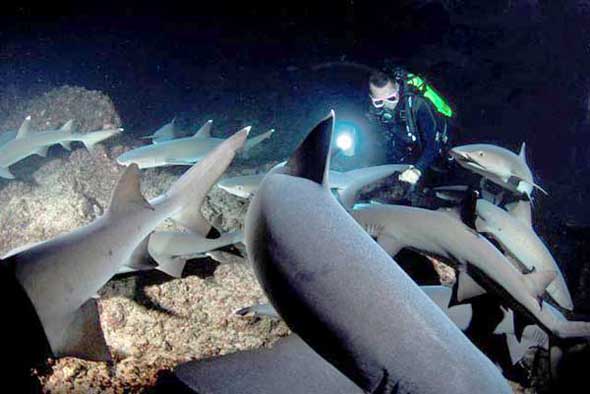 Coco reef sharks