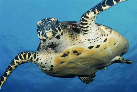 Coco turtle