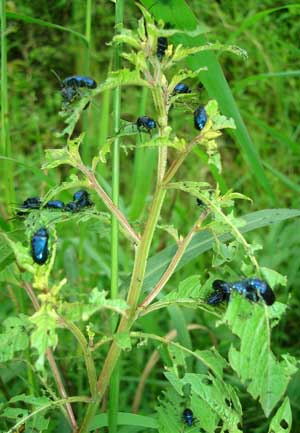bugs on a plant