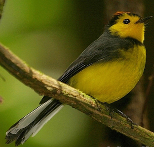 collared red start