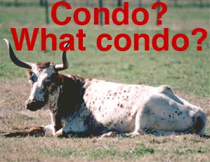 condo cow