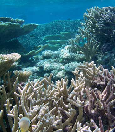coral
