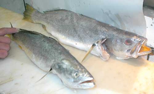 Corvina