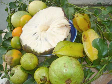 bounty of the country