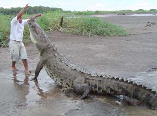 crocodile