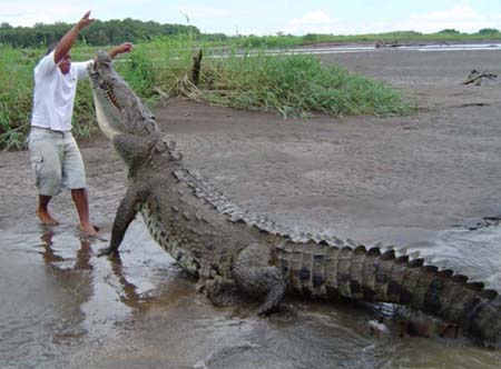 Crocodiles in Costa Rica can reach 15 feet long
