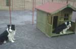 Doggie Day care