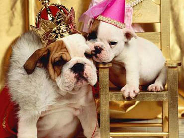king of the dogs
