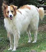 Lost dog