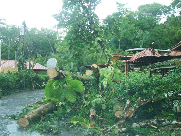 fallen trees