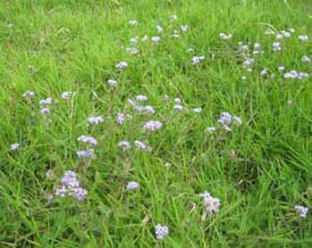 field of flowers