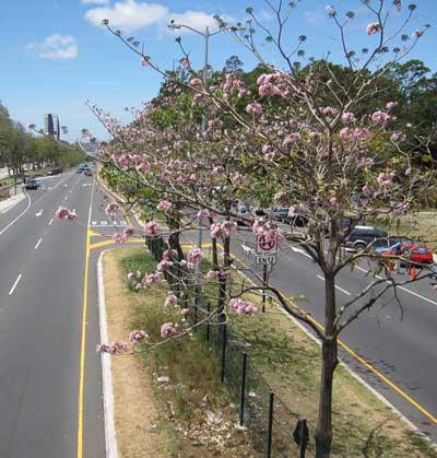 Flowering trees along the highway