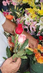 selection of roses