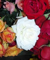 white rose