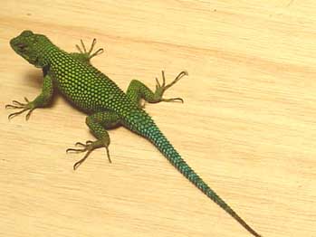 gararobo