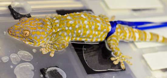 gecko
