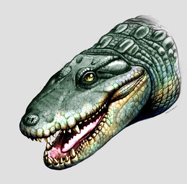 new croc
                    species