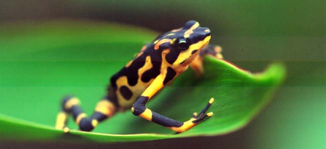 Harlequin Toad Costa Rica