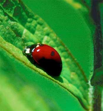 Ladybug