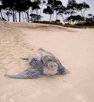 leatherback turtle
