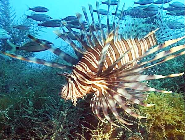 swimming lionfish
