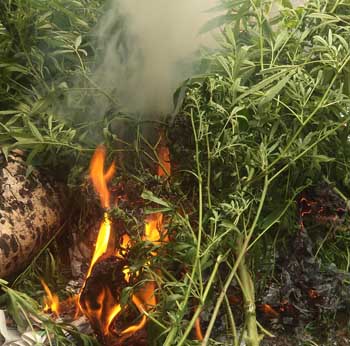 marijauan burned