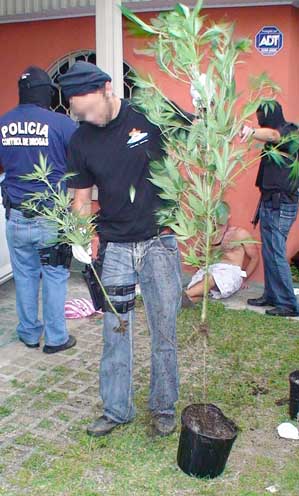 marijuana arrest