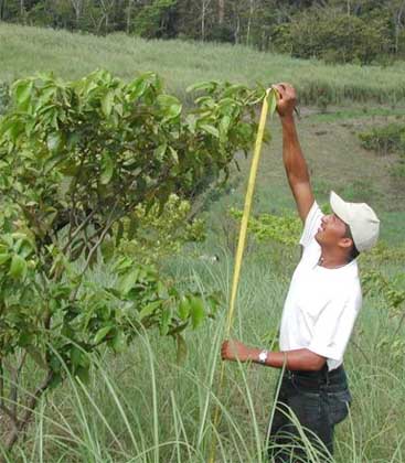 measuring trees