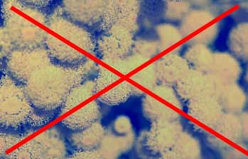 mold and mildew