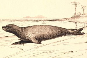 monk seal