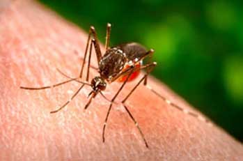 mosquito