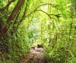 Natura Air fores path