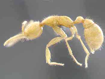 new ant species