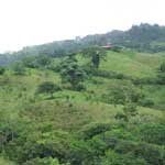 Nicoya view