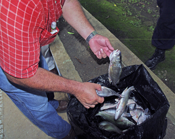 Nicaraguan fish