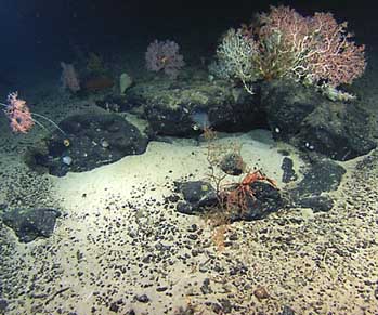 deep ocean life