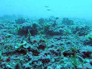 ocean mess