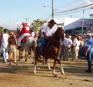 palmares horses