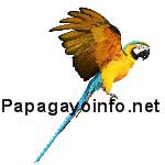 Papaguayo net bird
