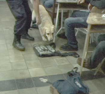 Drug dog in action